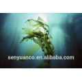 Natural Seaweed Extract, Fucoidan 85%, Fucoxanthin 20%